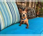 Small Photo #3 Chihuahua-Unknown Mix Puppy For Sale in Santa Clara, CA, USA