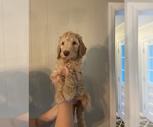 Goldendoodle Puppy for Sale in TRINITY, North Carolina USA