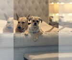 Small #3 Pug Mix