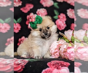 Pomeranian Puppy for sale in CHRISTIANA, PA, USA