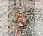 Small #5 American Staffordshire Terrier Mix