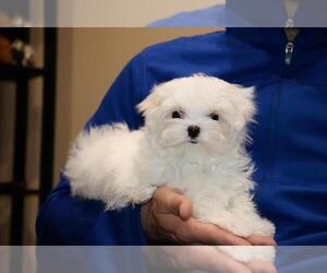 Maltese Puppy for sale in CHICAGO, IL, USA