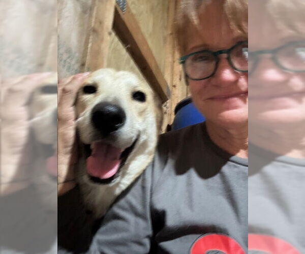 Medium Photo #2 Labrador Retriever-Unknown Mix Puppy For Sale in Oak Bluffs, MA, USA