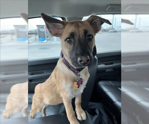 Labrador Retriever-Unknown Mix Dogs for adoption in San Antonio, TX, USA