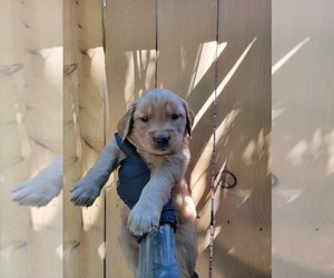Medium Golden Retriever