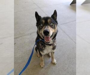 Siberian Husky Dogs for adoption in San Martin, CA, USA