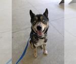 Small Siberian Husky