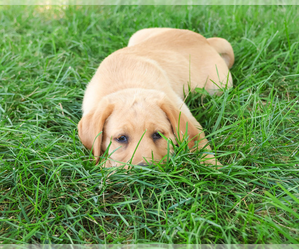 Medium Photo #4 Labrador Retriever Puppy For Sale in SYRACUSE, IN, USA