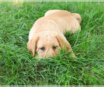 Small #3 Labrador Retriever