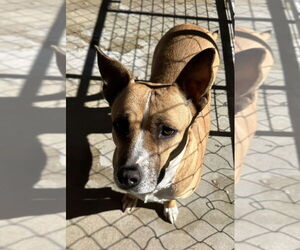 Sherley - Female Mutt Dog for Adoption - Photo #4