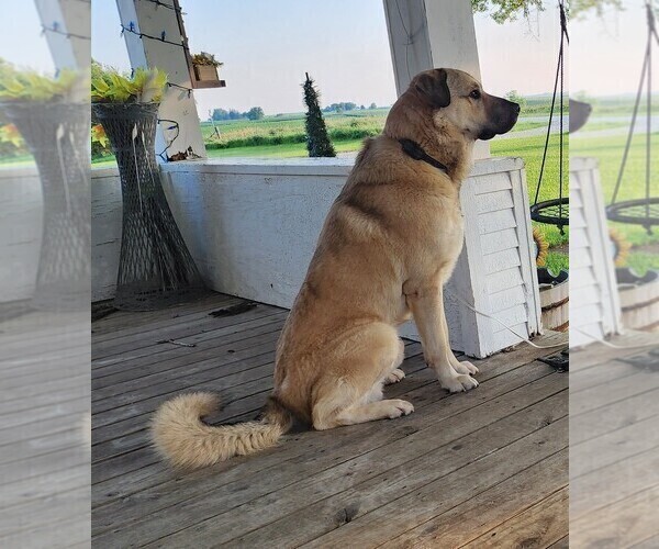 Medium Photo #1 Anatolian Pyrenees Puppy For Sale in LEWIS, IA, USA