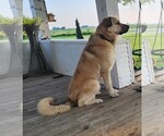 Small Photo #1 Anatolian Pyrenees Puppy For Sale in LEWIS, IA, USA