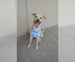 Labrador Retriever-Unknown Mix Dogs for adoption in McKinney, TX, USA