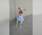 Small Labrador Retriever Mix