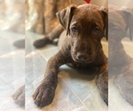 Puppy Will Airedale Terrier-American Pit Bull Terrier Mix