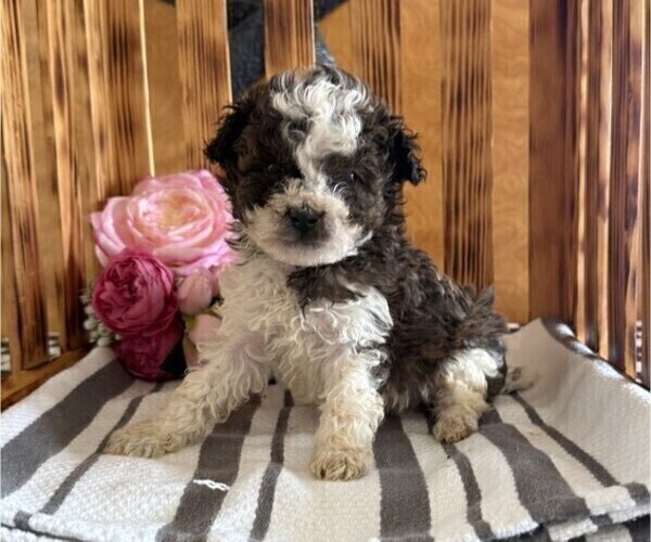 Medium Photo #1 Poodle (Miniature) Puppy For Sale in CURTISS, WI, USA