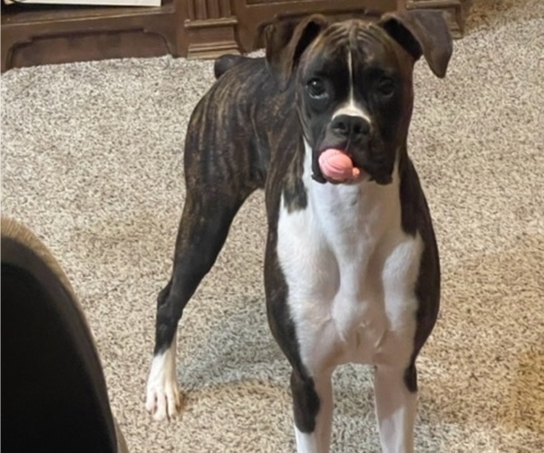 Medium Photo #1 Boxer Puppy For Sale in CLAREMORE, OK, USA