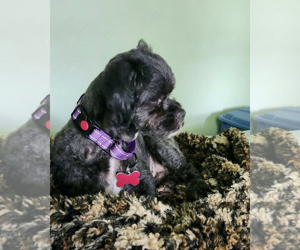 Medium Photo #7 Shih Tzu Puppy For Sale in Mount Laurel, NJ, USA