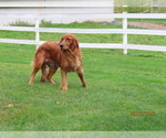 Small Photo #1 Golden Retriever Puppy For Sale in THORP, WI, USA
