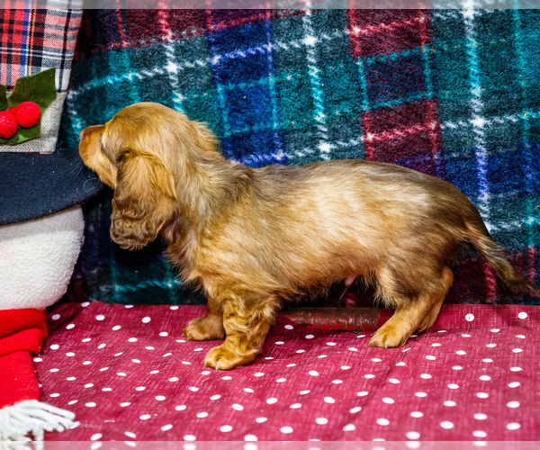 Medium Photo #5 Dachshund Puppy For Sale in WAKARUSA, IN, USA