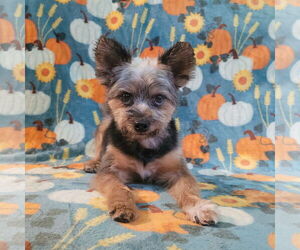 Pomeranian-Unknown Mix Dogs for adoption in FAIRLAWN, OH, USA