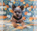 Small Pomeranian Mix