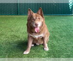 Small #1 Alaskan Malamute Mix