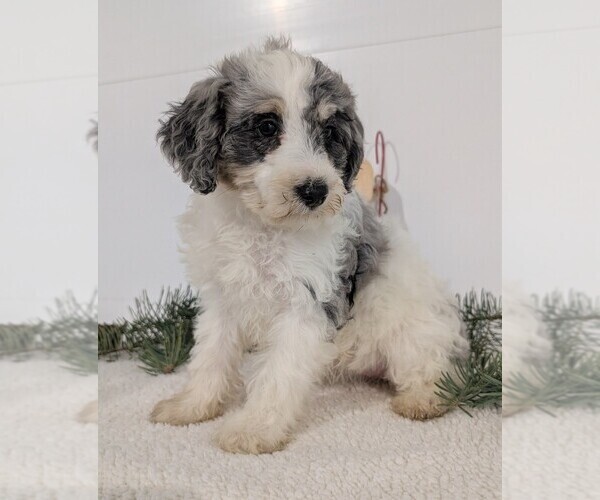 Medium Photo #57 Schnoodle (Miniature) Puppy For Sale in GOSHEN, IN, USA