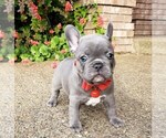 Small Photo #1 French Bulldog Puppy For Sale in MARYSVILLE, WA, USA