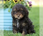 Small #4 Cavapoo (Miniature)