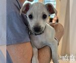 Small Chihuahua Mix