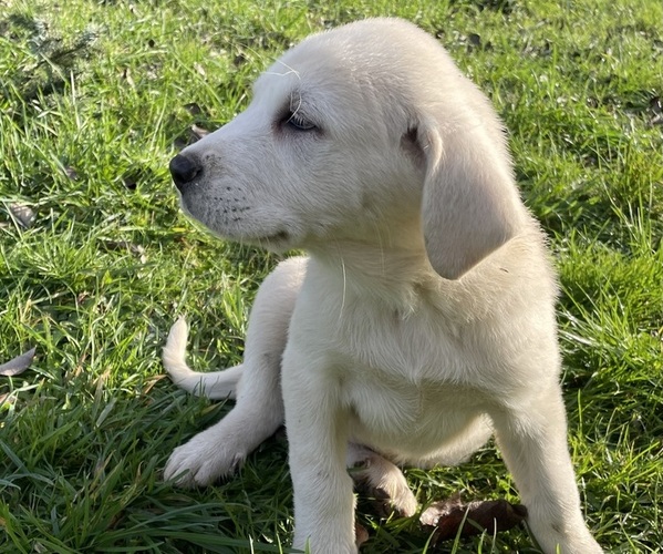 Medium Photo #4 Akbash-Great Pyrenees Mix Puppy For Sale in RIDGEFIELD, WA, USA