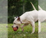 Small #2 American Pit Bull Terrier Mix