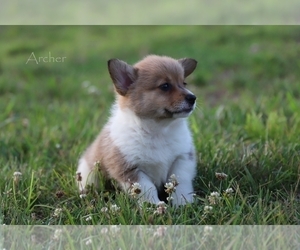 Pembroke Welsh Corgi Puppy for sale in BLUFORD, IL, USA