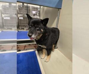 German Shepherd Dog-Siberian Husky Mix Dogs for adoption in Bakersfield, CA, USA