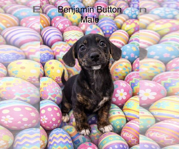 Medium Photo #4 Chiweenie Puppy For Sale in Jackson Township, NJ, USA