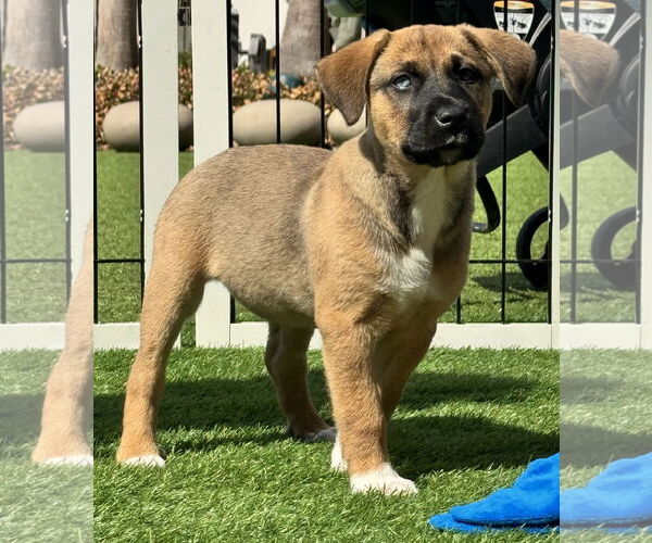 Medium Photo #7 Mutt Puppy For Sale in Sanford, FL, USA