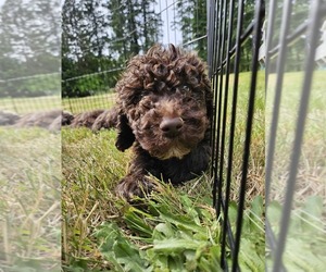 Poodle (Standard) Puppy for sale in BATTLE GROUND, WA, USA