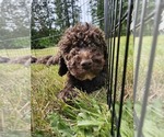 Small Poodle (Standard)