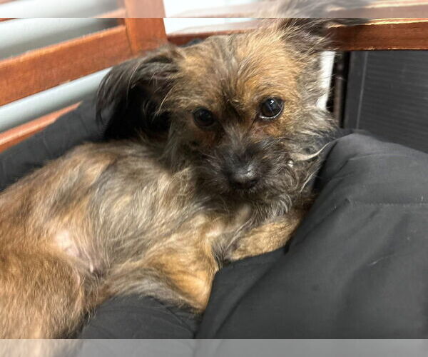 Medium Photo #2 Cairn Terrier-Unknown Mix Puppy For Sale in Sayreville, NJ, NJ, USA