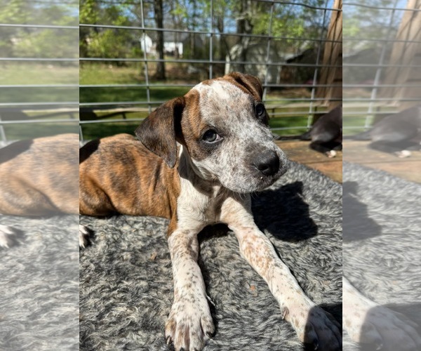 Medium Photo #1 Boxer-Unknown Mix Puppy For Sale in Calhoun, GA, USA