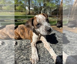 Boxer-Unknown Mix Dogs for adoption in Calhoun, GA, USA