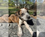 Small Boxer Mix
