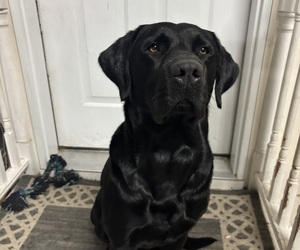 Father of the Labrador Retriever puppies born on 11/11/2025