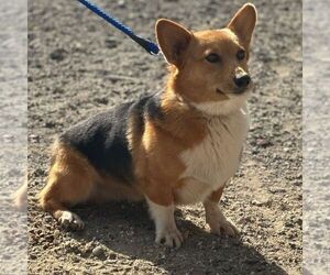 Father of the Pembroke Welsh Corgi puppies born on 06/22/2025