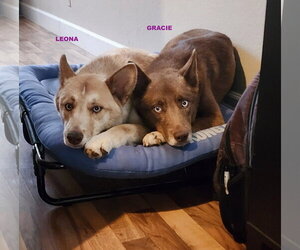 GRACIE & LEONA - Female Australian Kelpie-Siberian Husky Mix Dog for Adoption - Photo #2