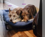 Small #1 Australian Kelpie-Siberian Husky Mix