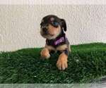 Puppy 3 Miniature Pinscher
