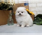 Small Photo #10 Pomeranian Puppy For Sale in CHICAGO, IL, USA