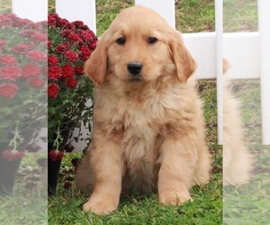 Golden Retriever Puppy for sale in FREDERICKSBURG, OH, USA